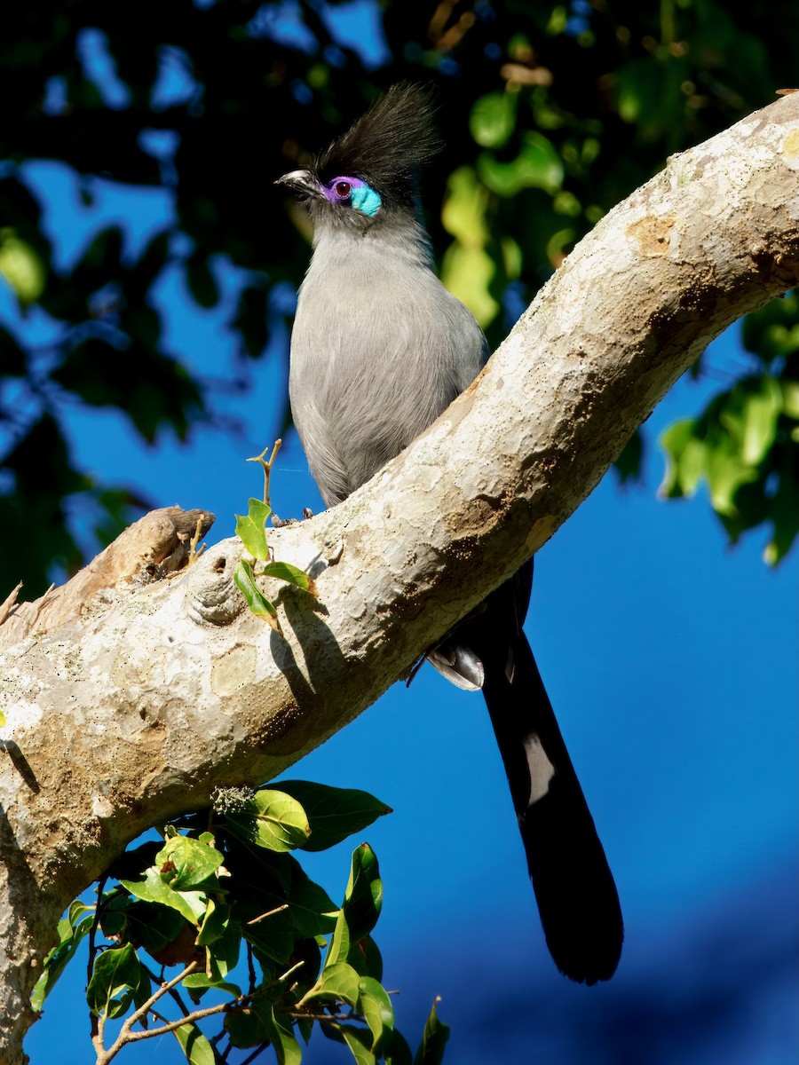 Crested Coua - ML639469326