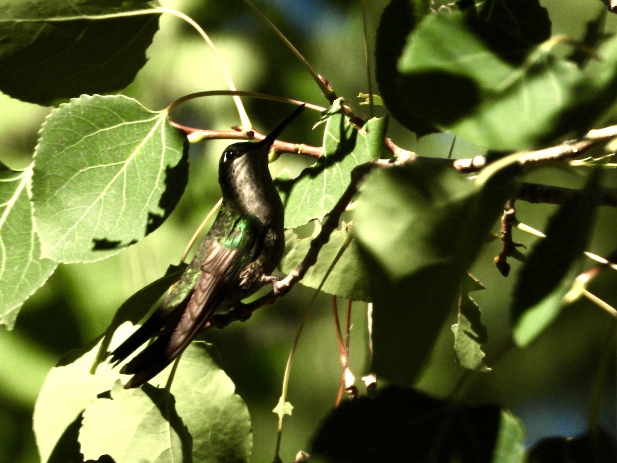 Rivoli's Hummingbird - ML639469335