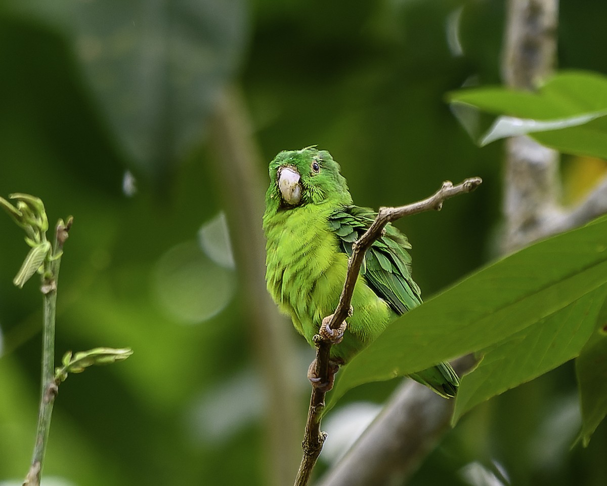 Riparian Parrotlet - ML639469375