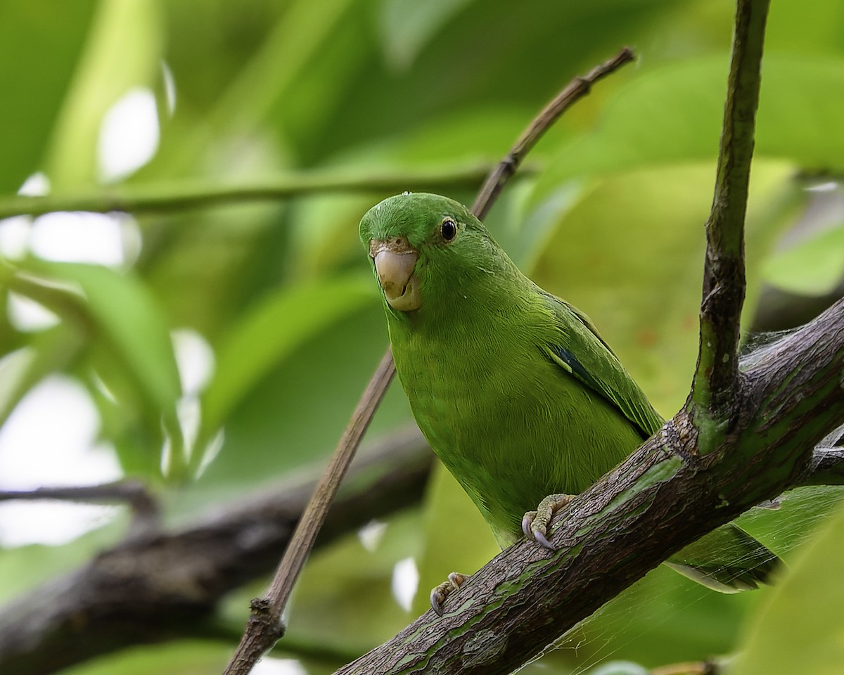 Riparian Parrotlet - ML639469377