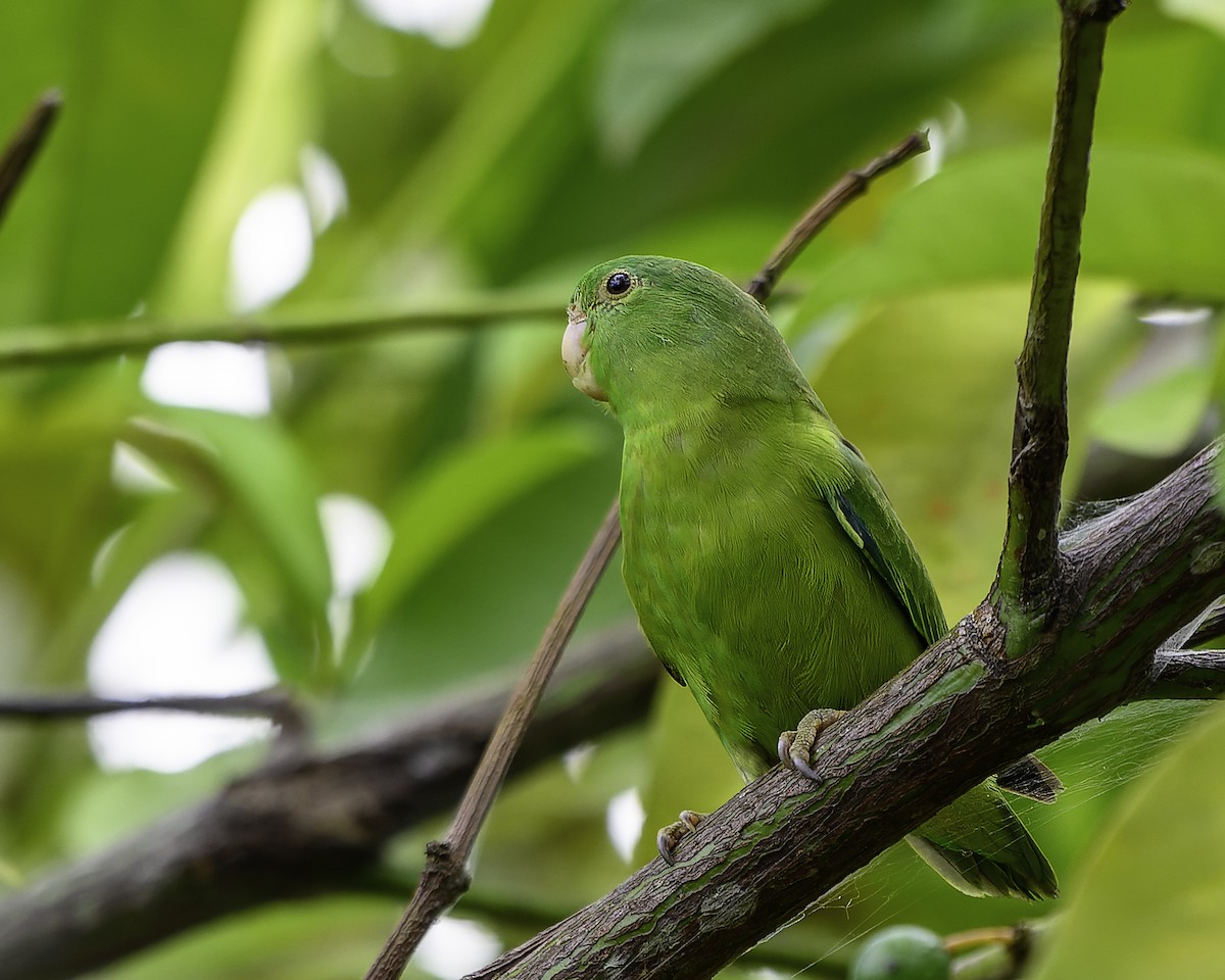 Riparian Parrotlet - ML639469378