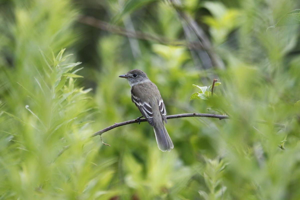 Willow Flycatcher - ML639469389