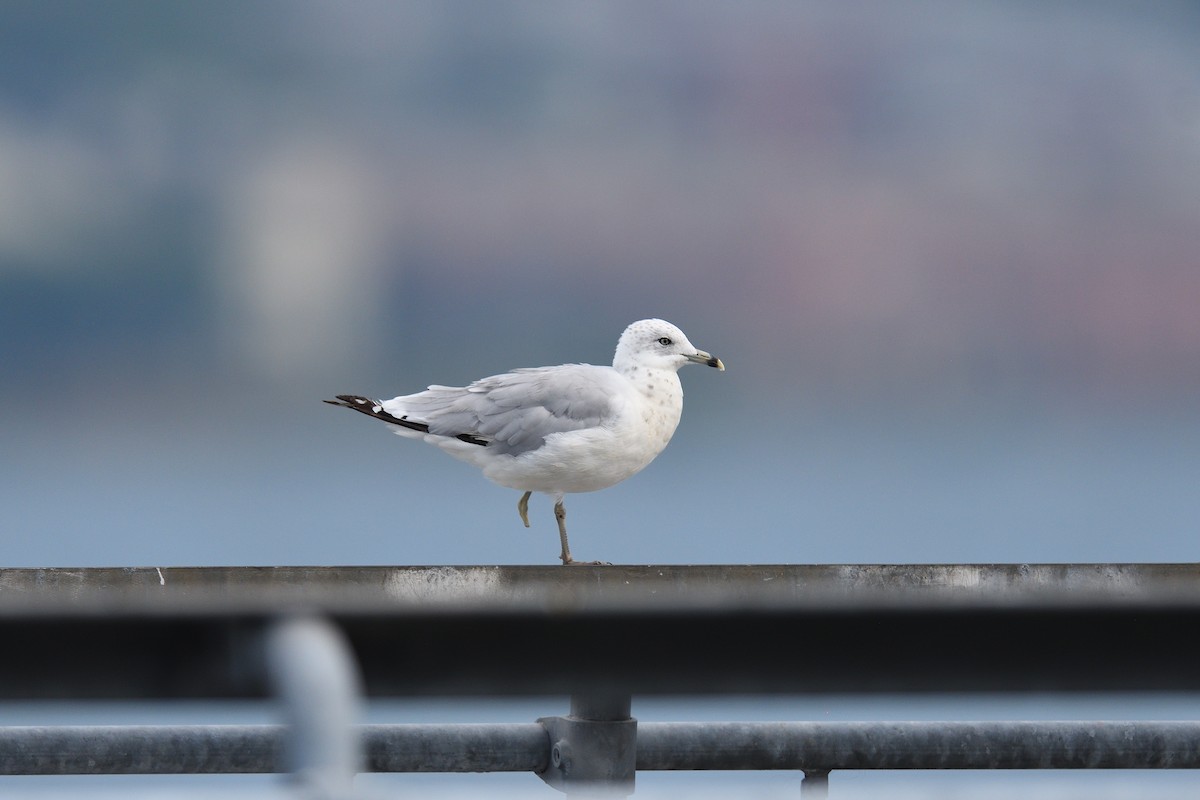 Ring-billed Gull - ML639469432