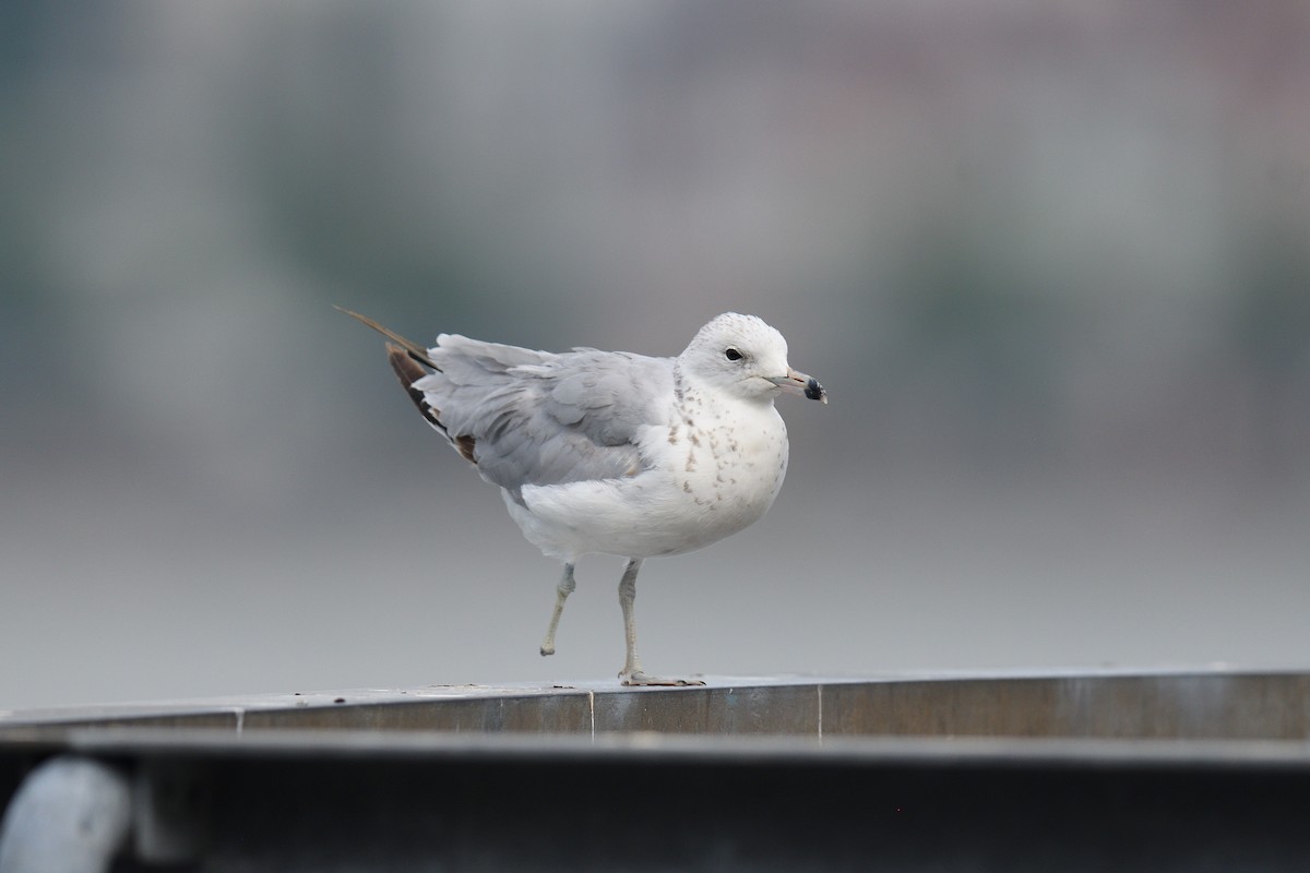 Ring-billed Gull - ML639469433