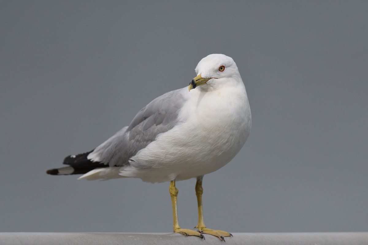 Ring-billed Gull - ML639469434