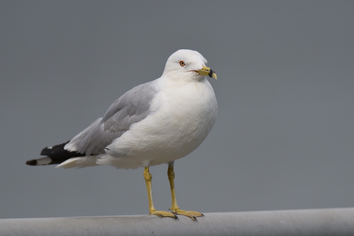 Ring-billed Gull - ML639469435