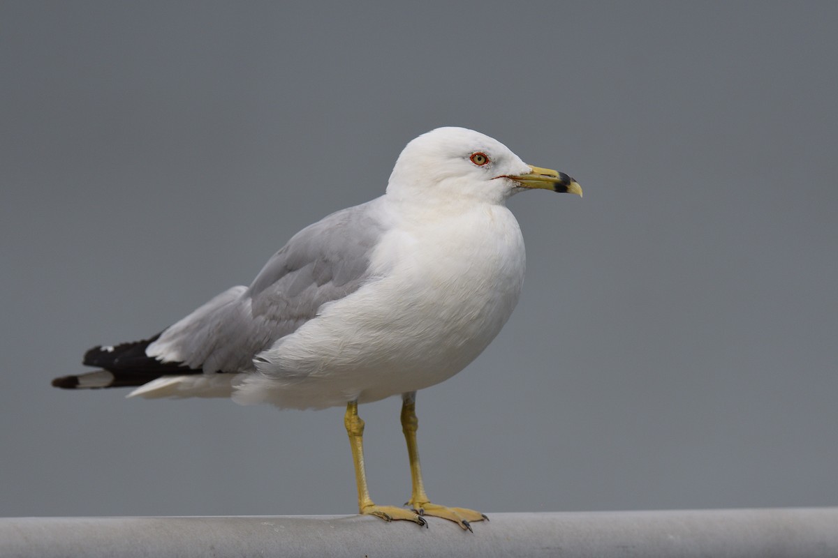 Ring-billed Gull - ML639469436