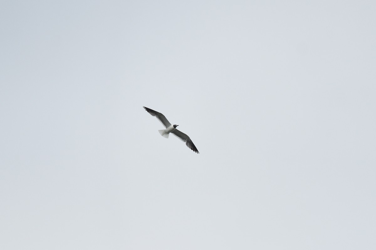 Laughing Gull - ML639469454
