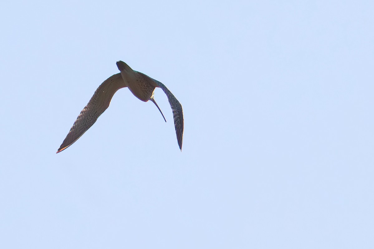 Eurasian Curlew - ML639469468