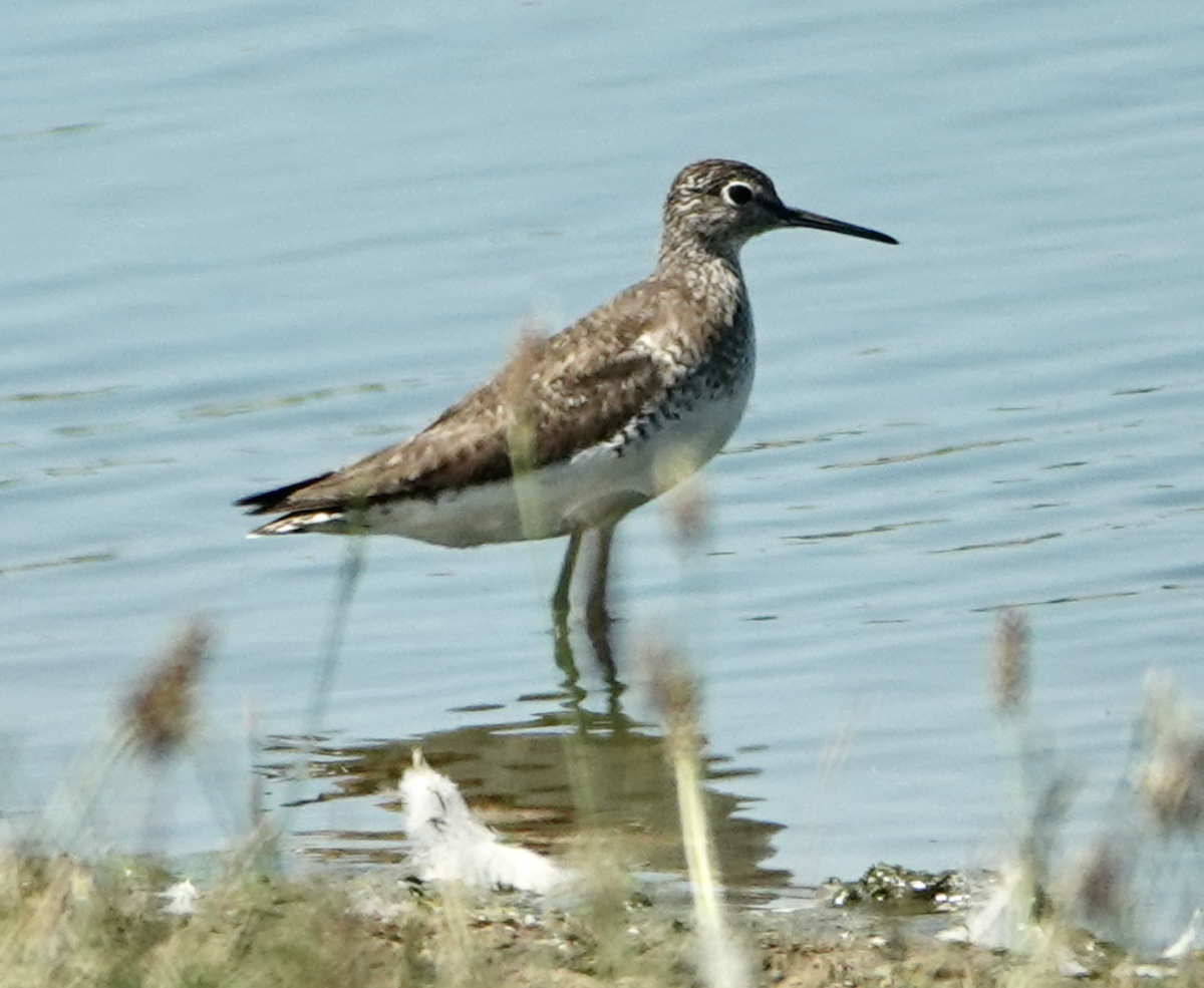 eremittsnipe - ML639469504