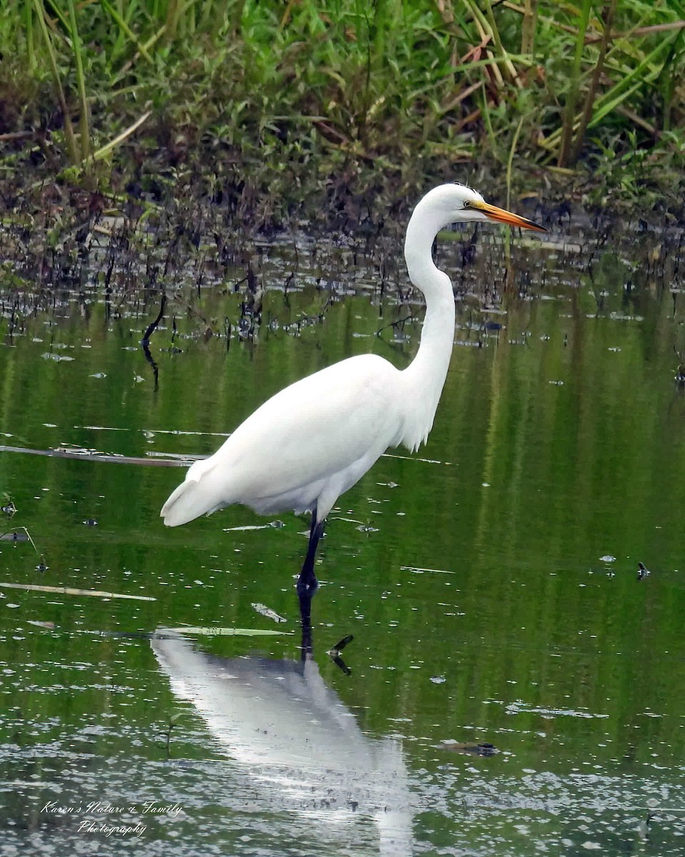 Цасч дэглий - ML639469518