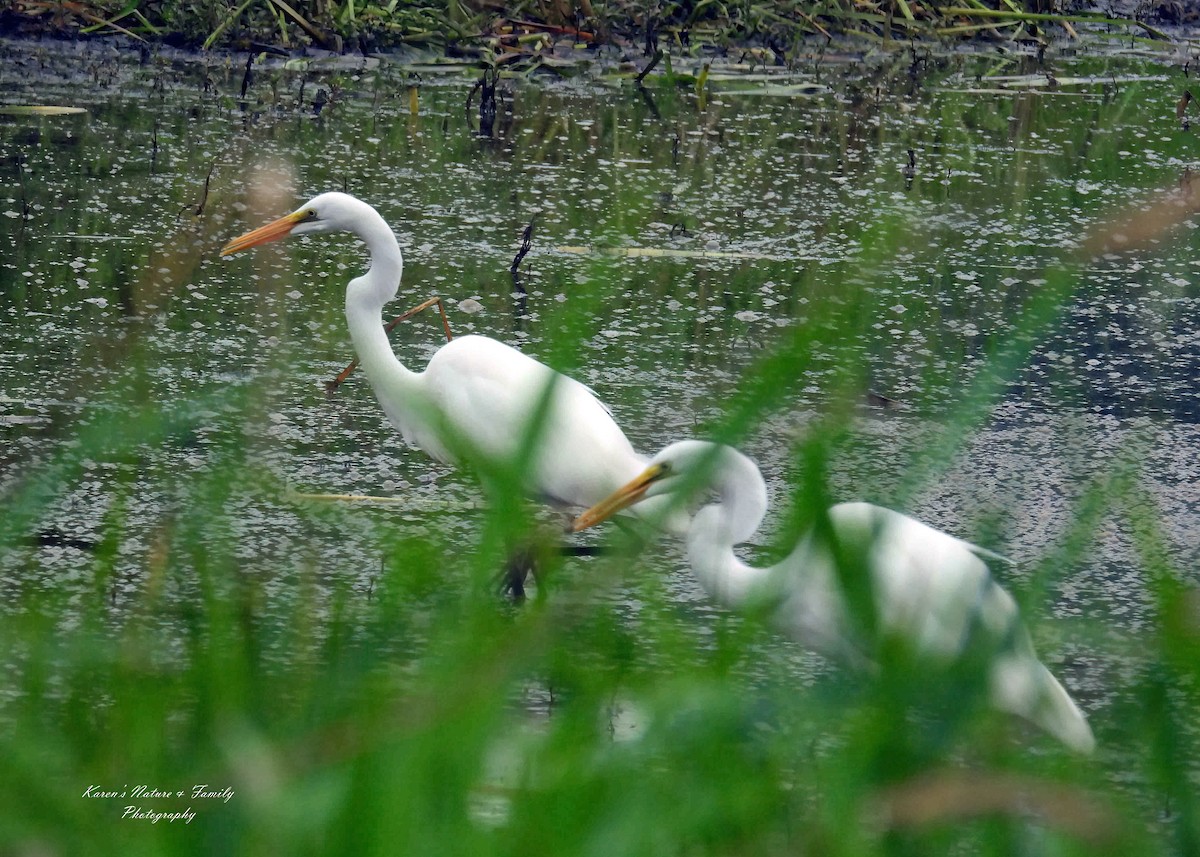 Цасч дэглий - ML639469519