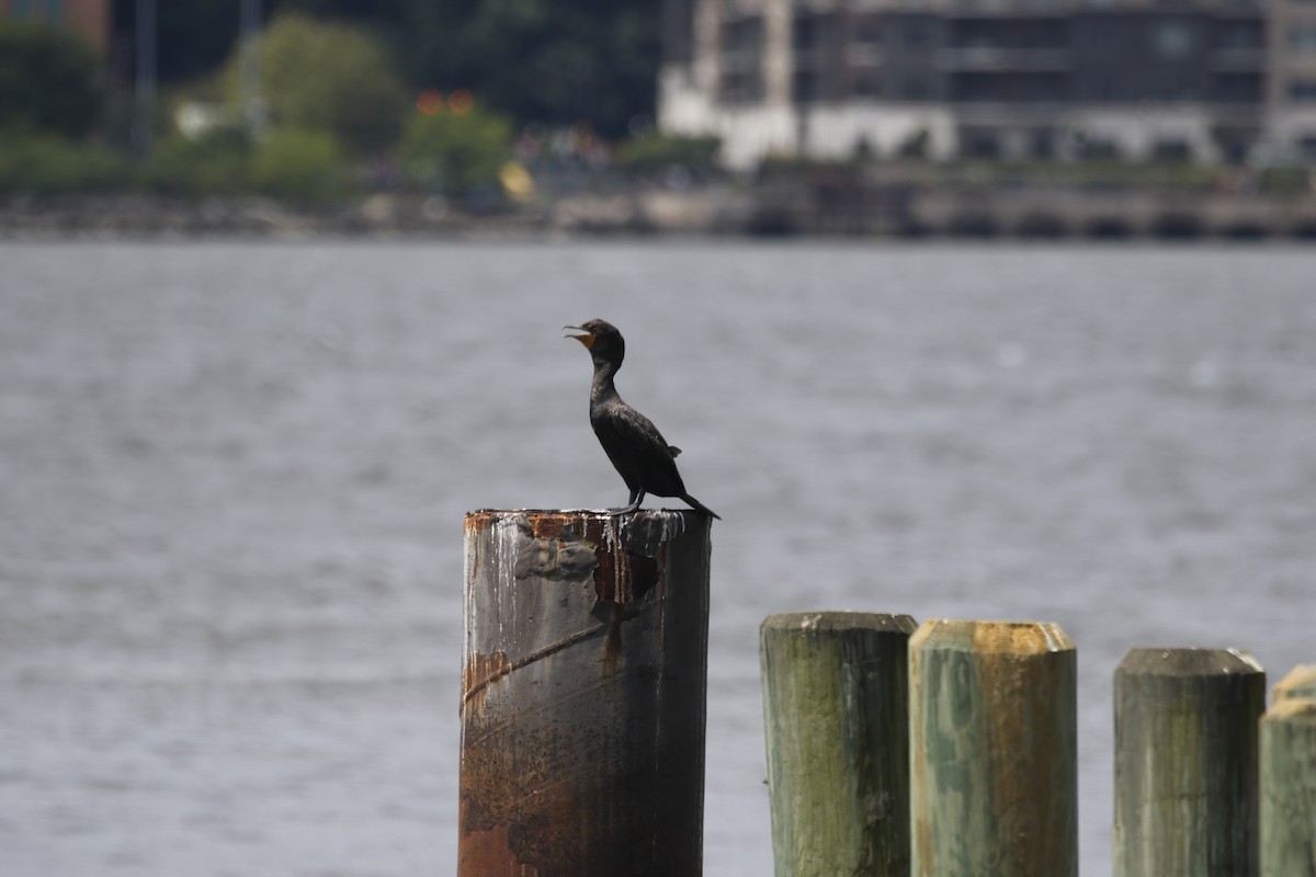 Double-crested Cormorant - ML639469527