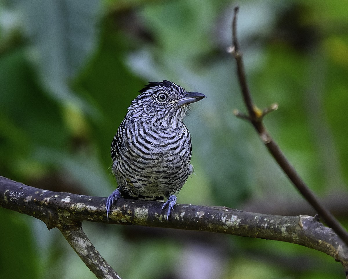 Barred Antshrike - ML639469535