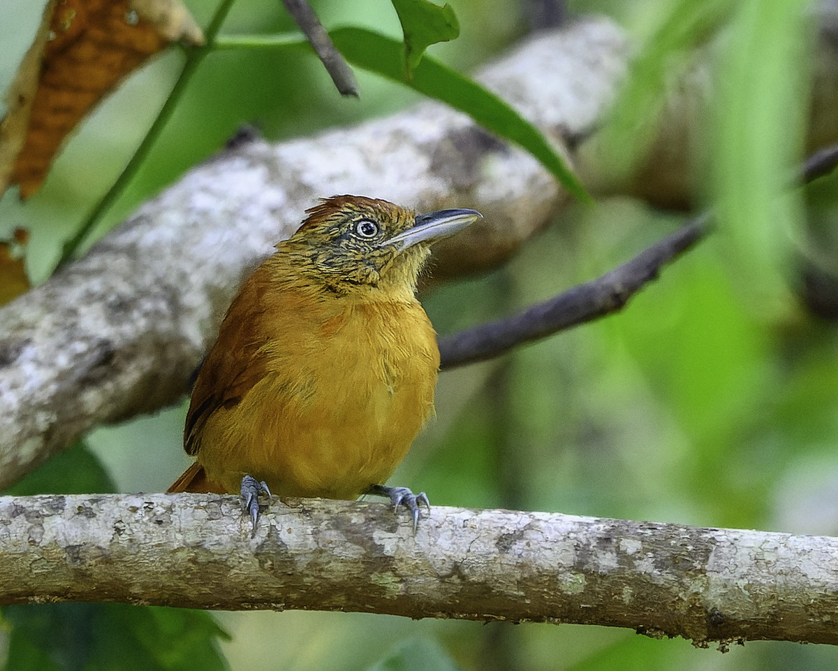 Barred Antshrike - ML639469536