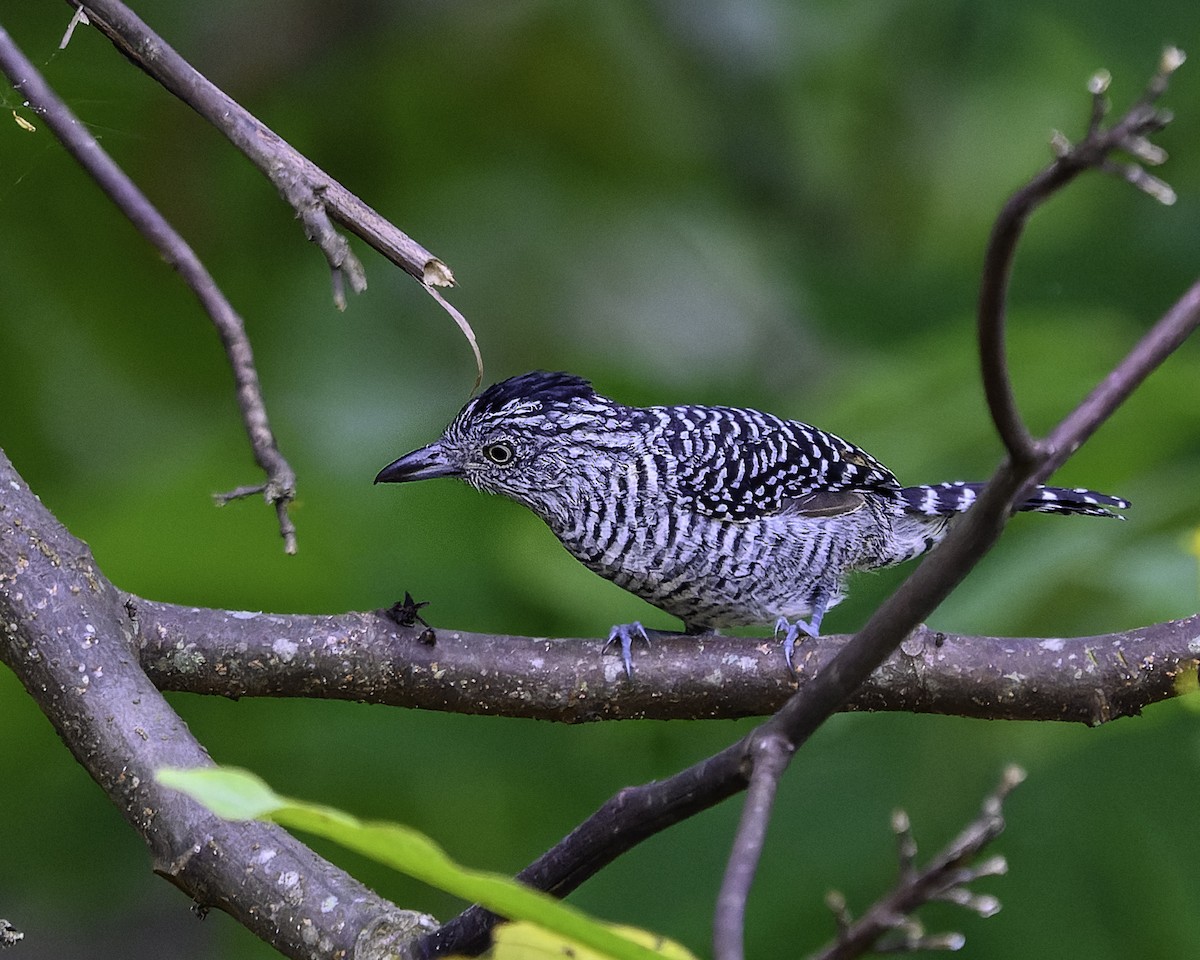 Barred Antshrike - ML639469537