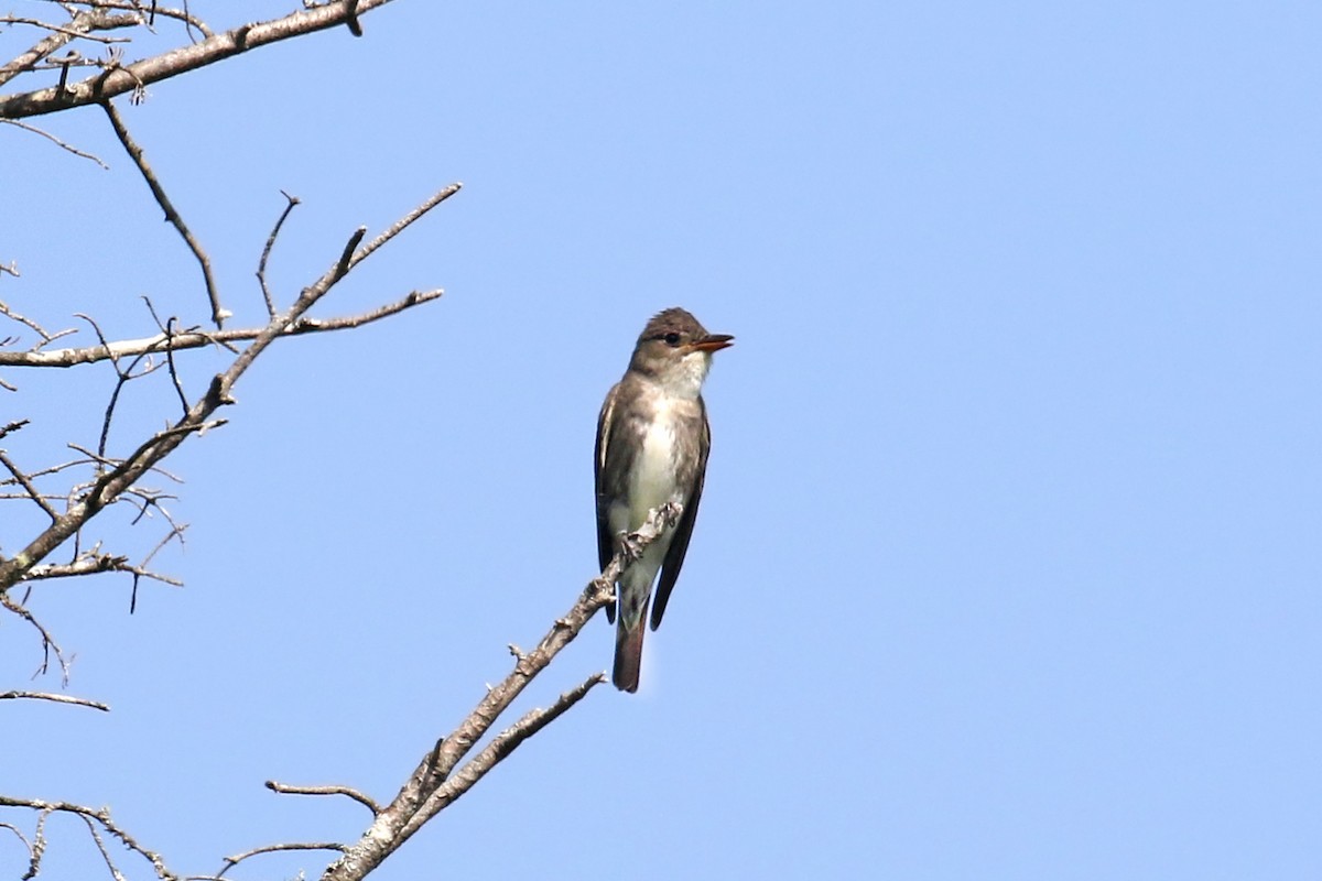 Olive-sided Flycatcher - ML639469548