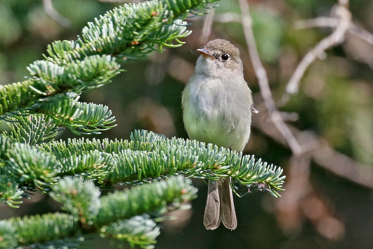Alder Flycatcher - ML639469571