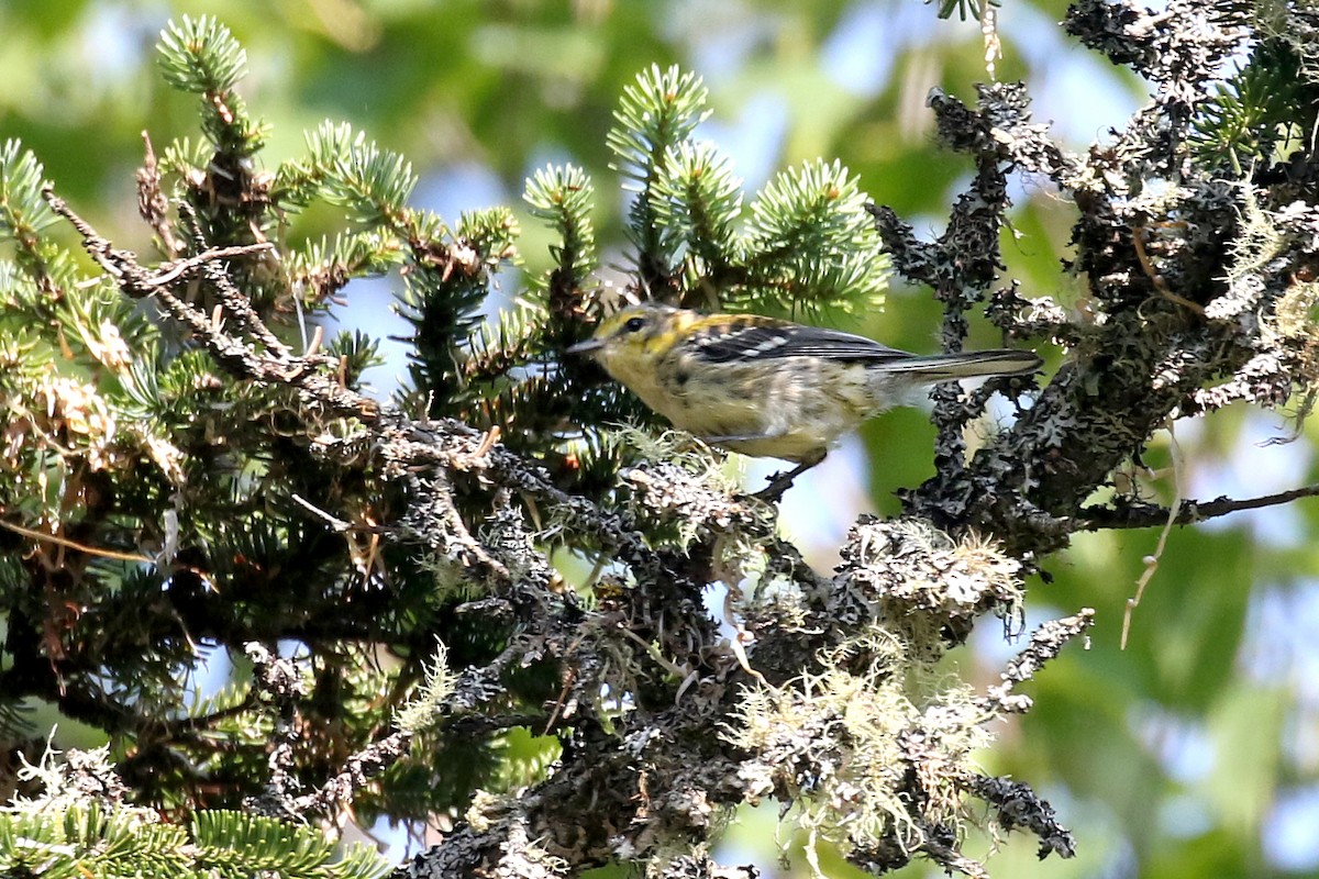Blackburnian Warbler - ML639469604