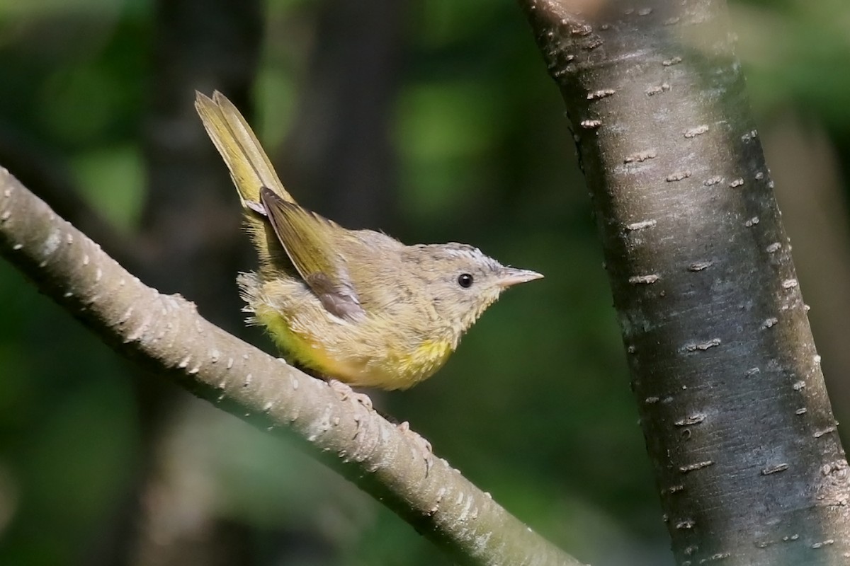 Common Yellowthroat - ML639469618