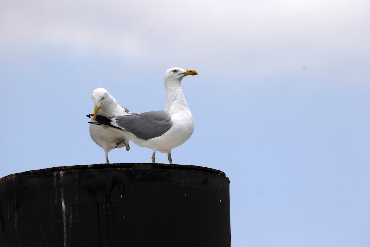 American Herring Gull - ML639469658