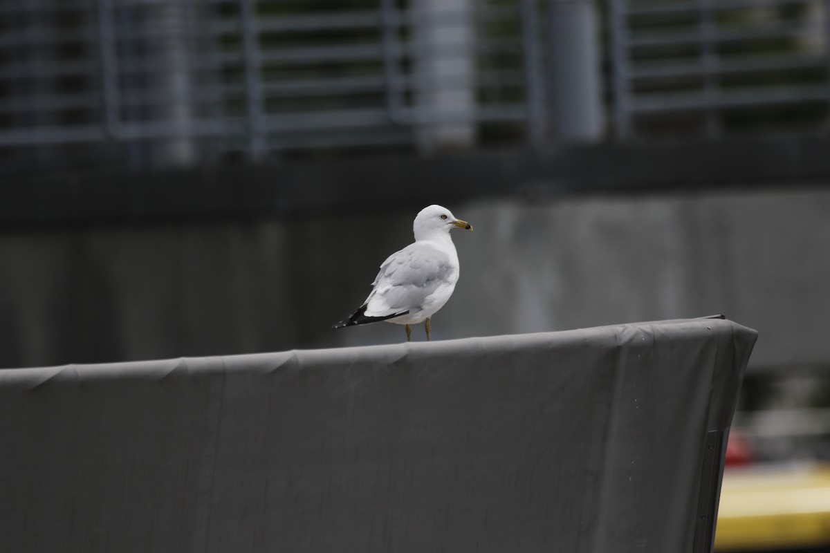 Ring-billed Gull - ML639469696