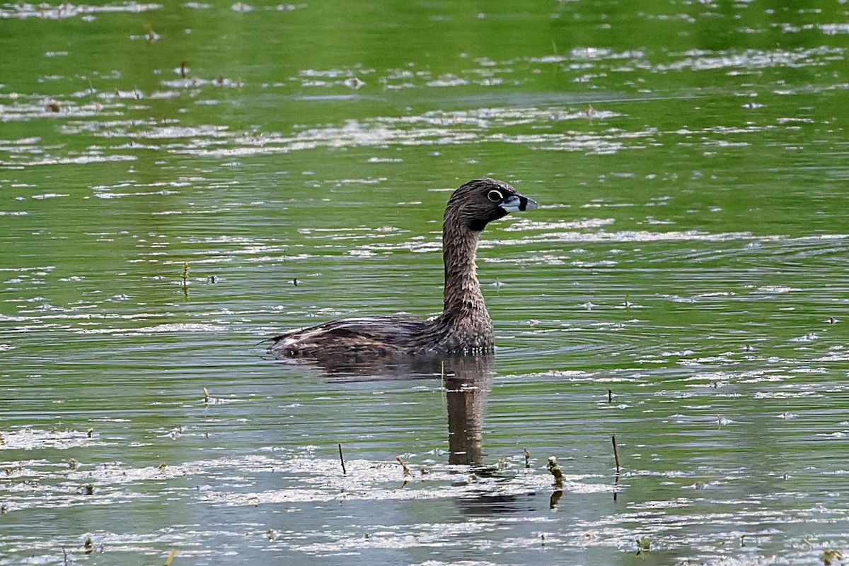 Pied-billed Grebe - ML639469741