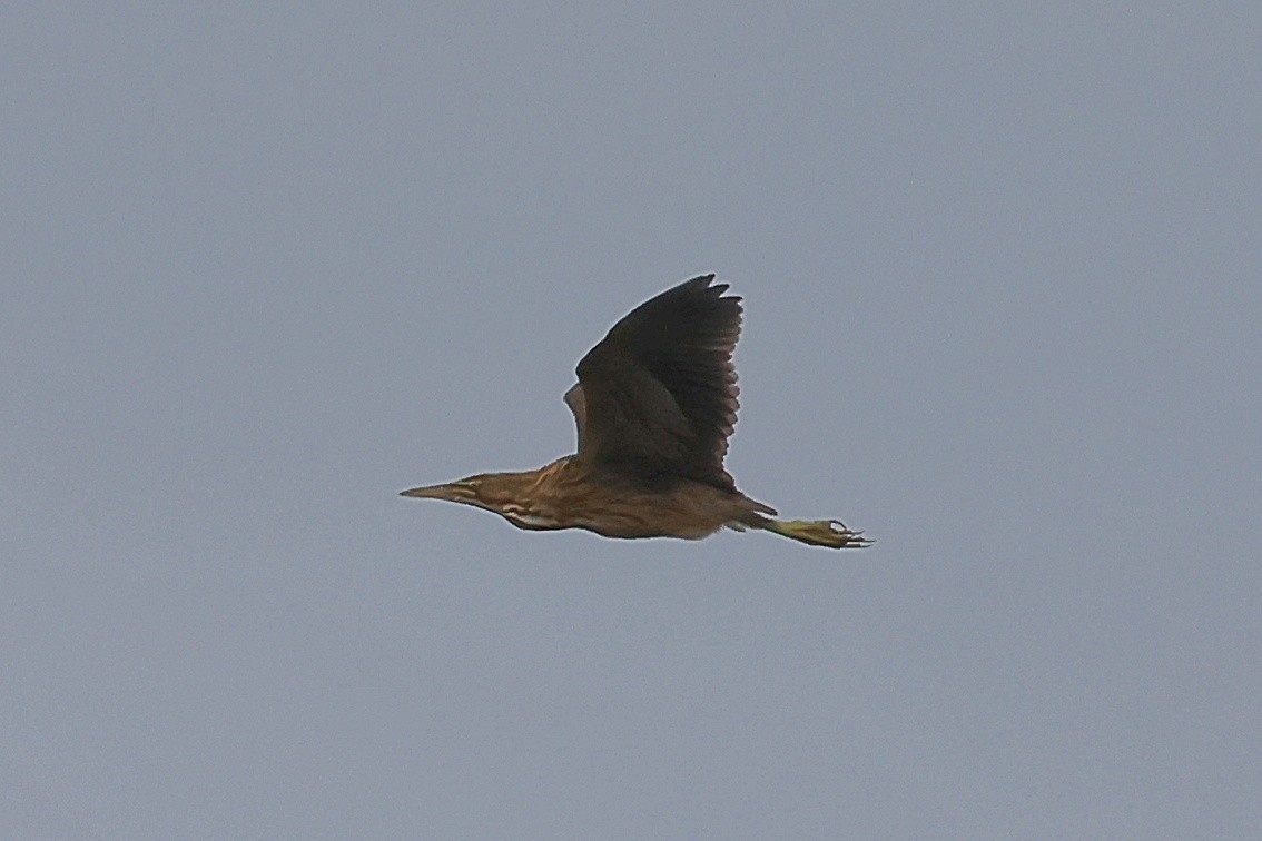 American Bittern - ML639469766