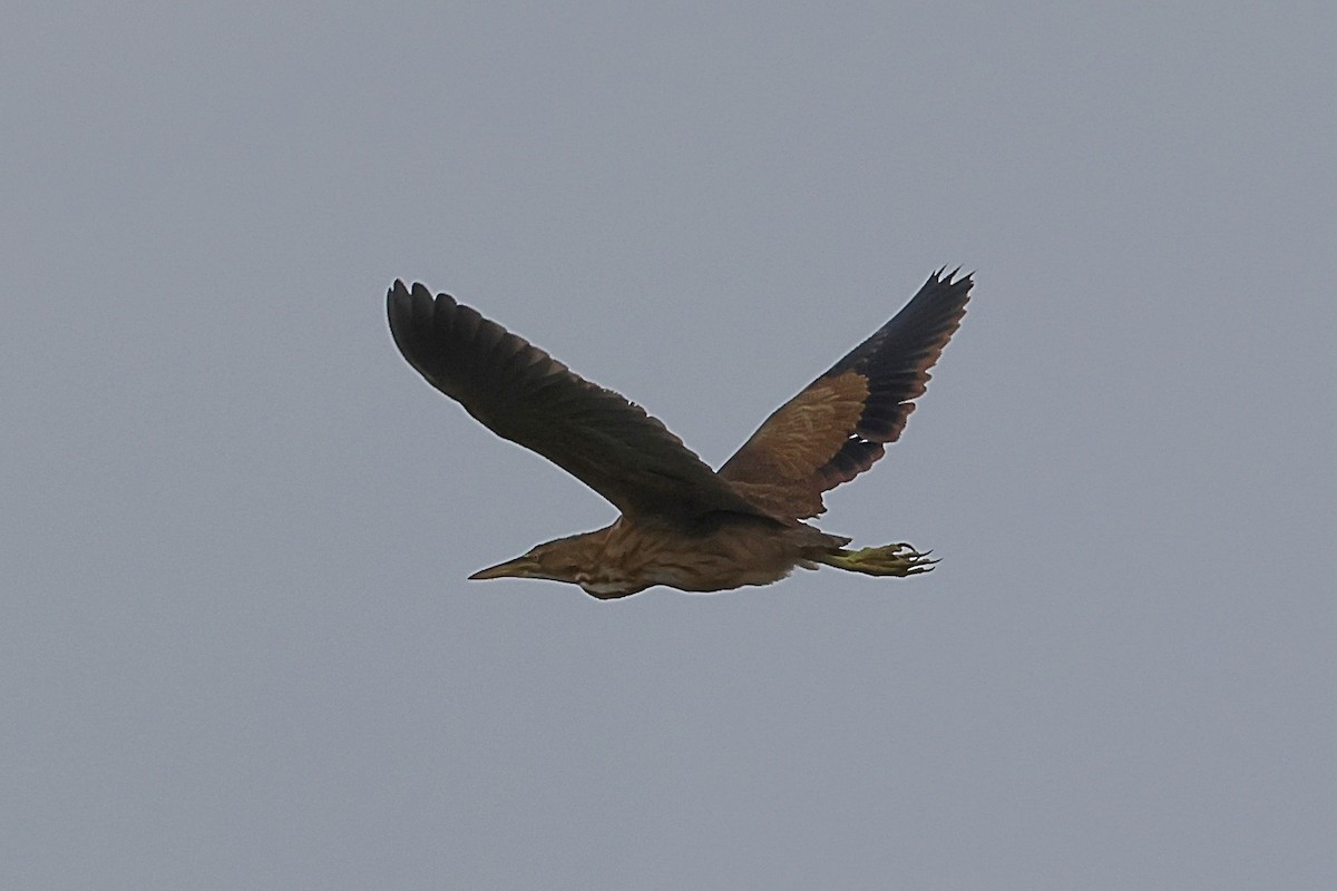 American Bittern - ML639469767