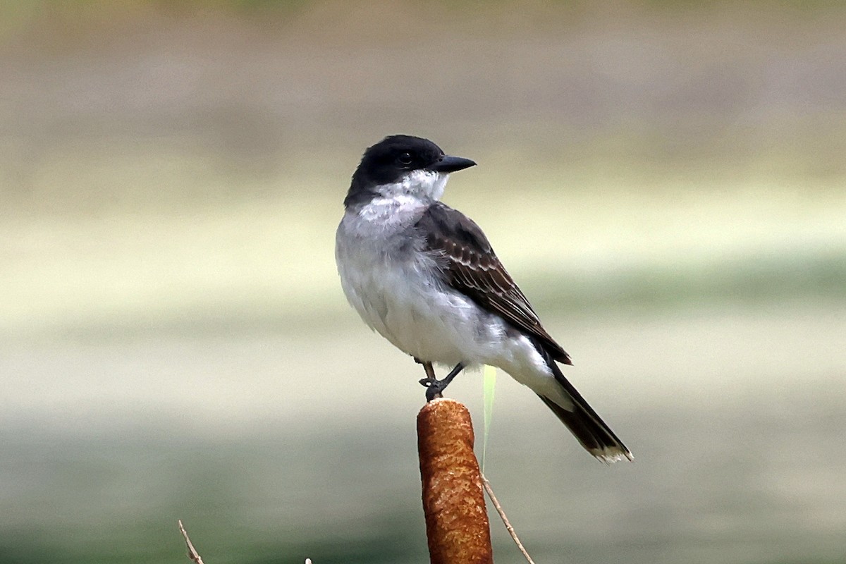 Eastern Kingbird - ML639469782