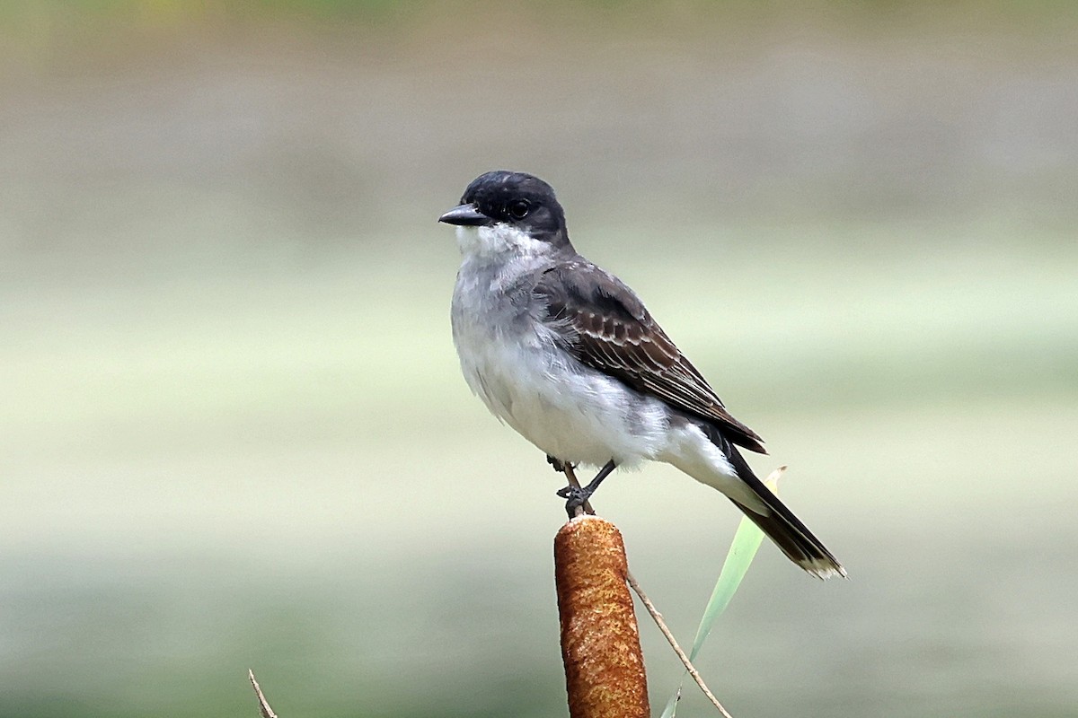 Eastern Kingbird - ML639469783