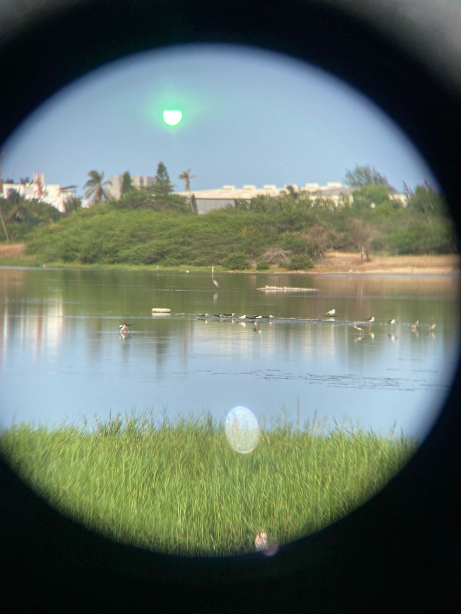 African Skimmer - ML639469880