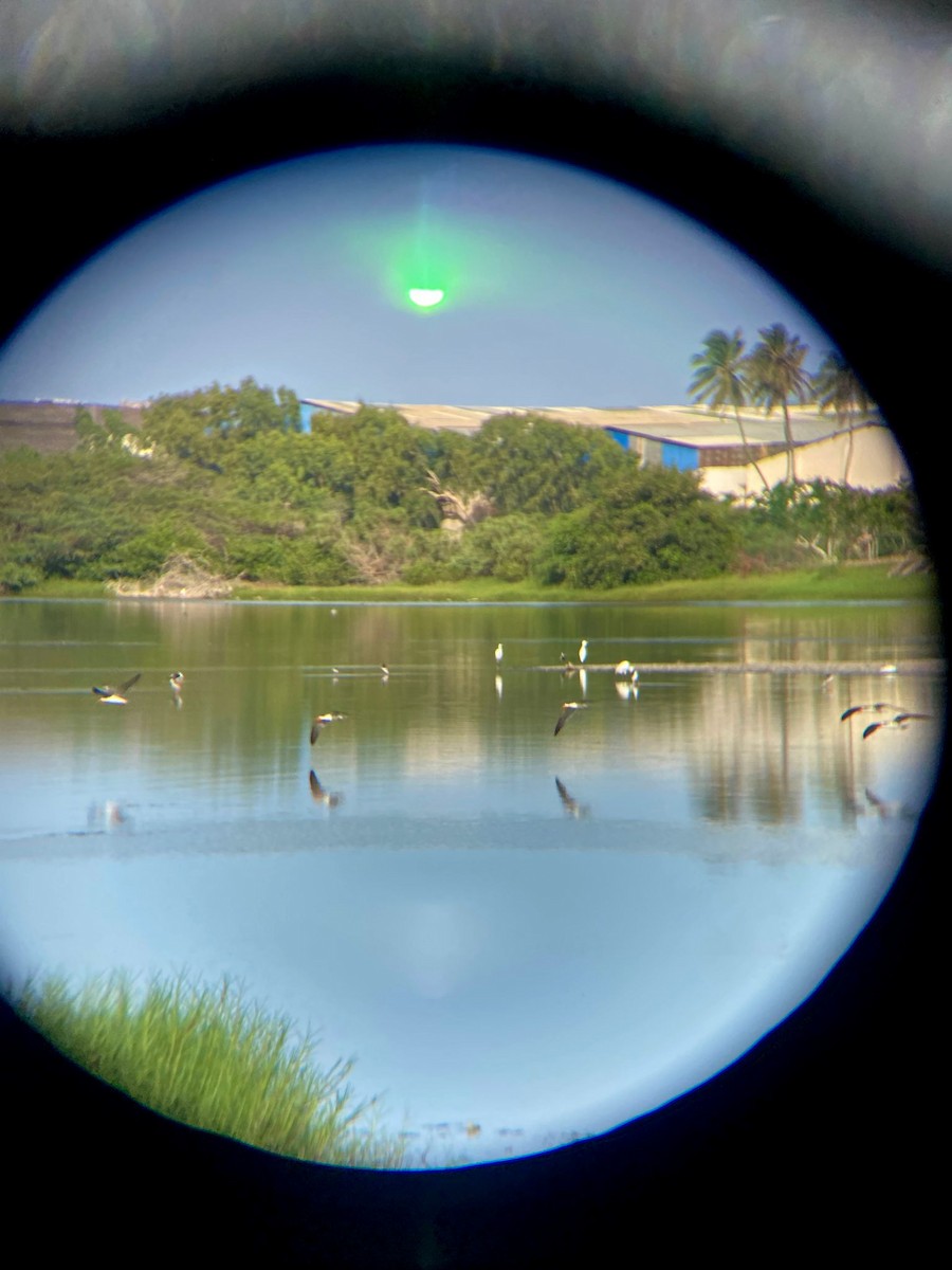 African Skimmer - ML639469881