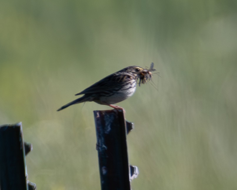 Savannah Sparrow - ML639469898