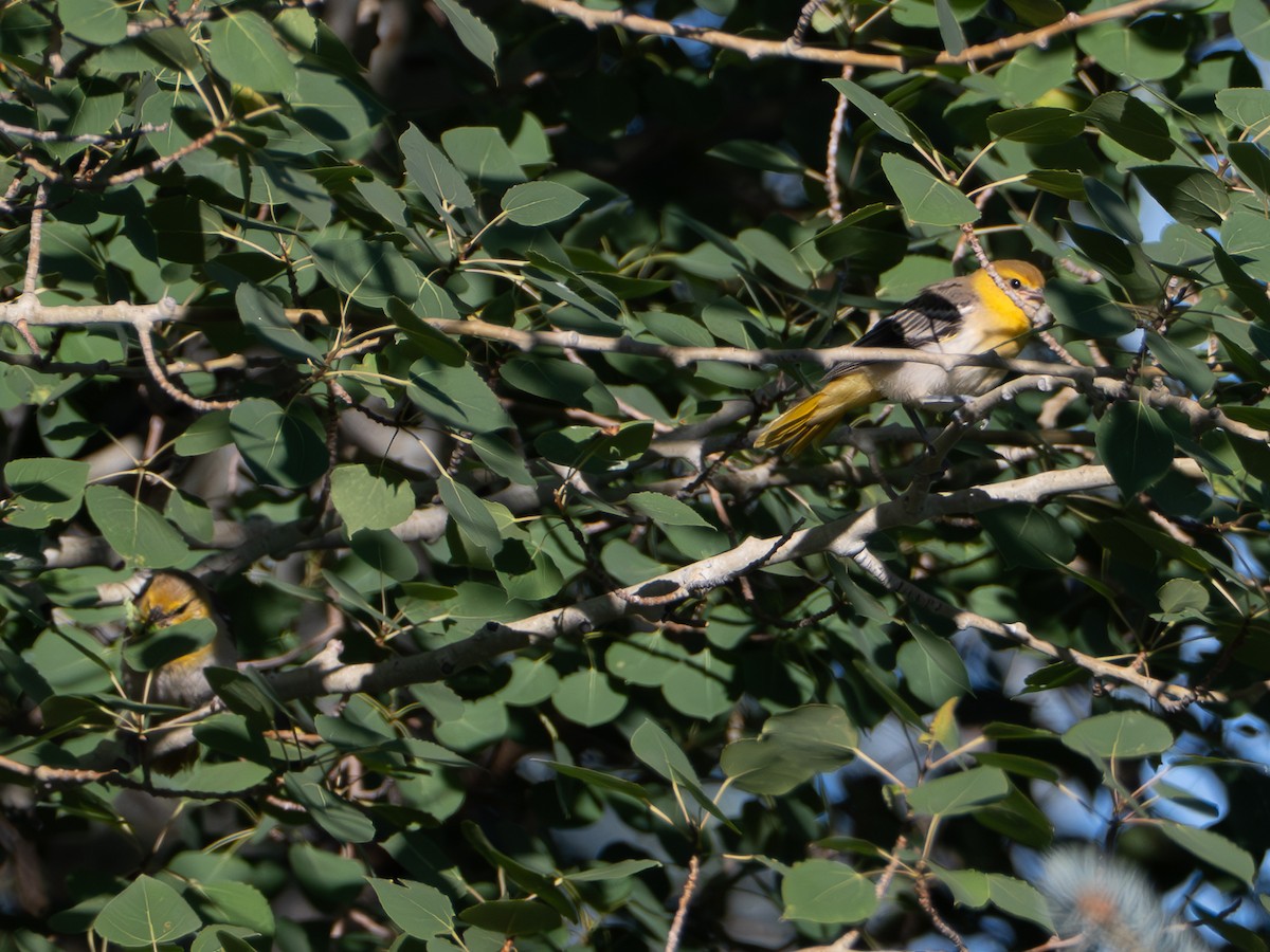 Bullock's Oriole - ML639469911