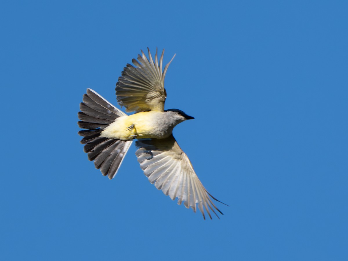 Western Kingbird - ML639469922