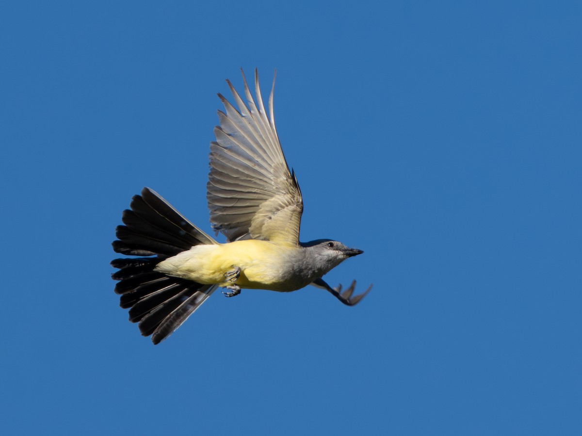 Western Kingbird - ML639469924