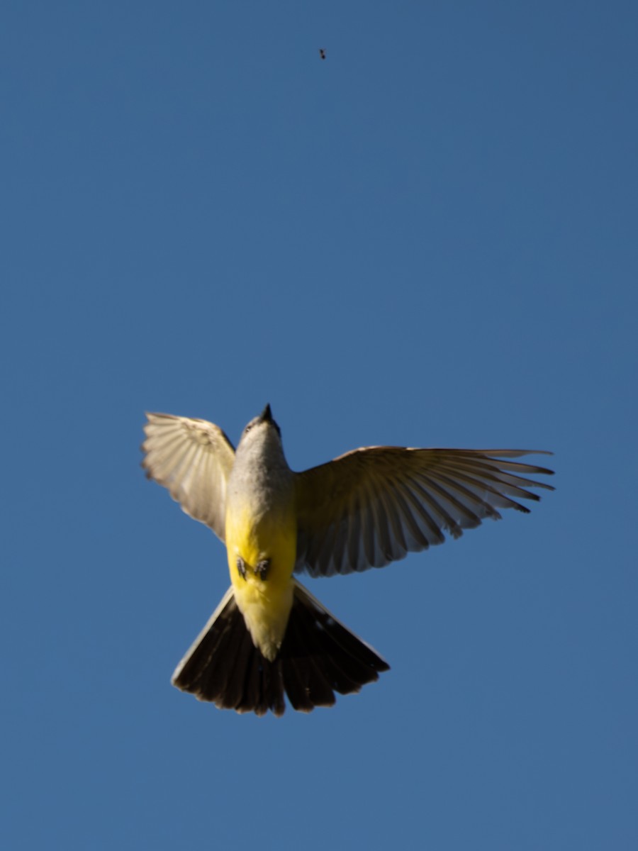 Western Kingbird - ML639469926