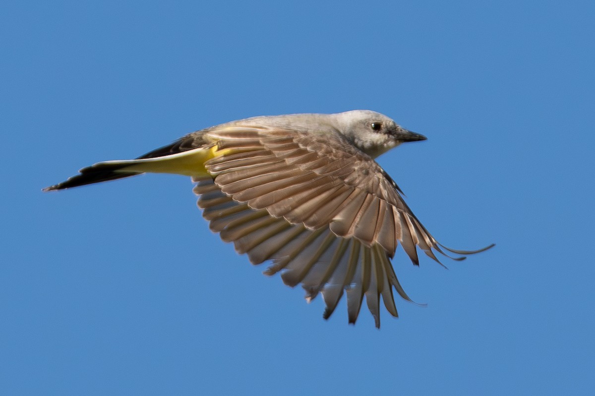 Western Kingbird - ML639469928