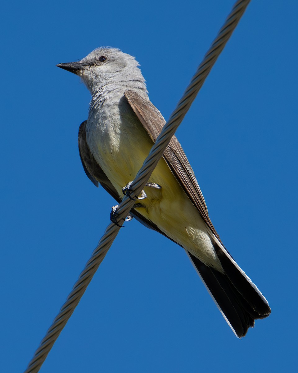Western Kingbird - ML639469932