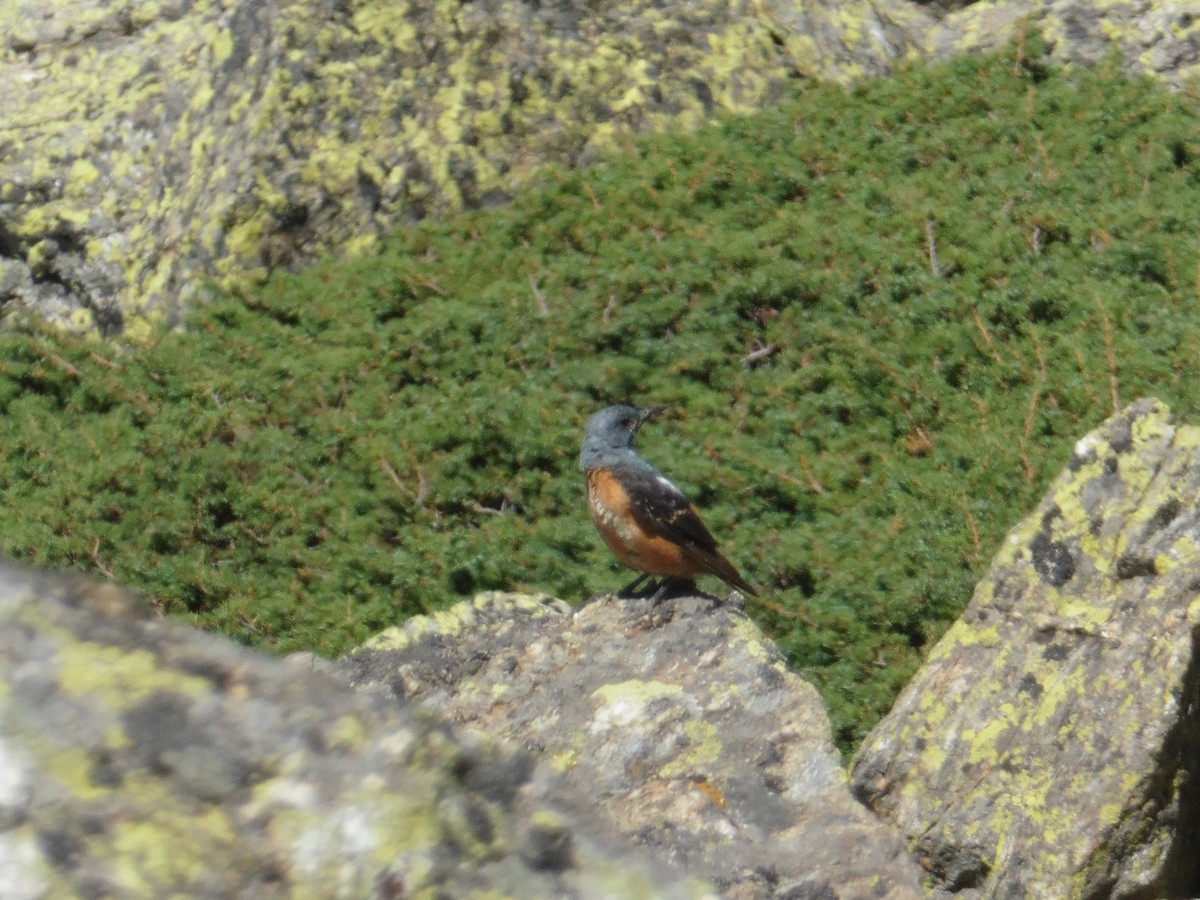 Rufous-tailed Rock-Thrush - ML639469993