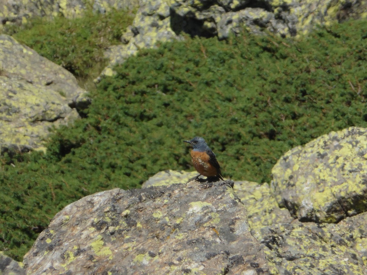 Rufous-tailed Rock-Thrush - ML639470000