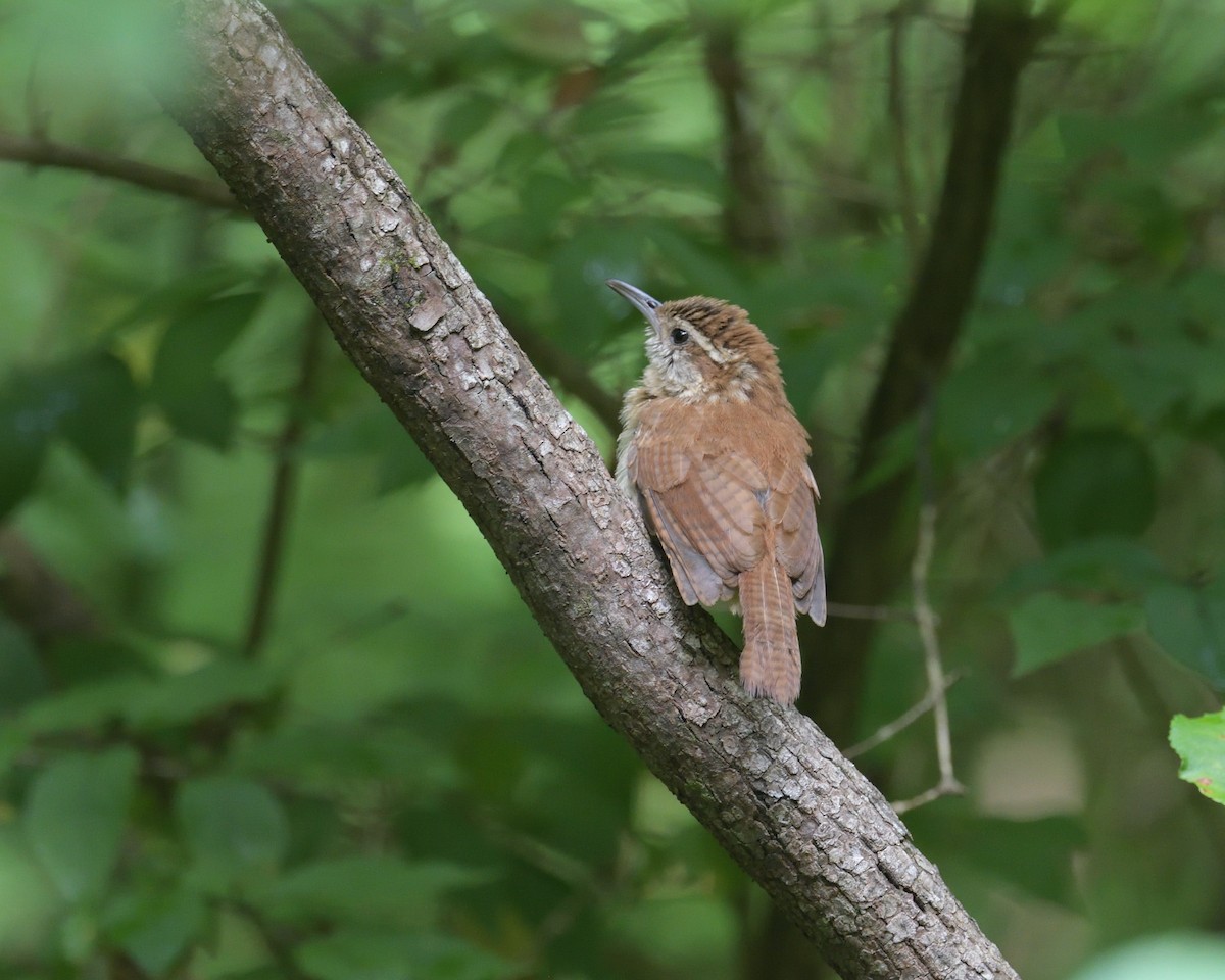 Carolina Wren - ML639470038