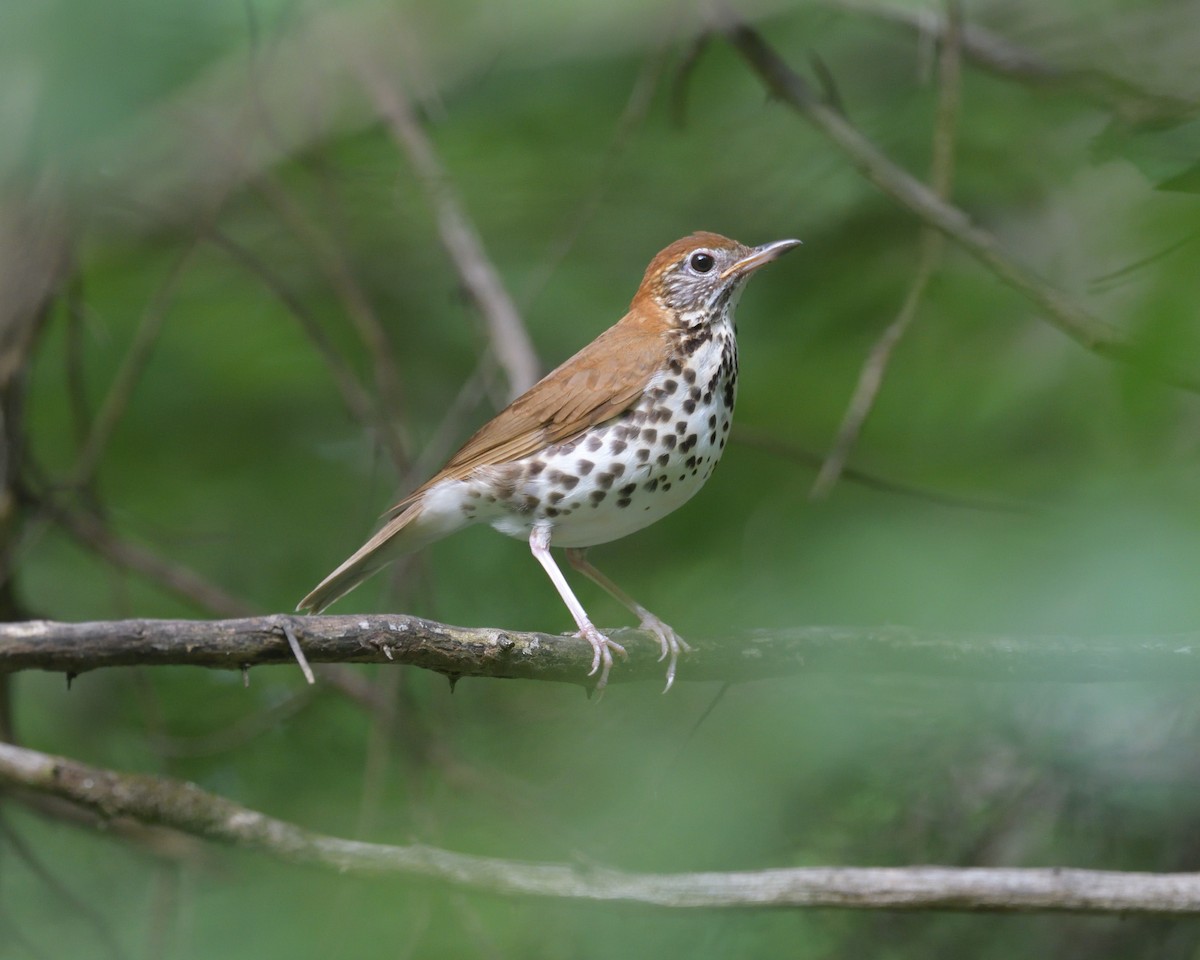 Wood Thrush - ML639470046
