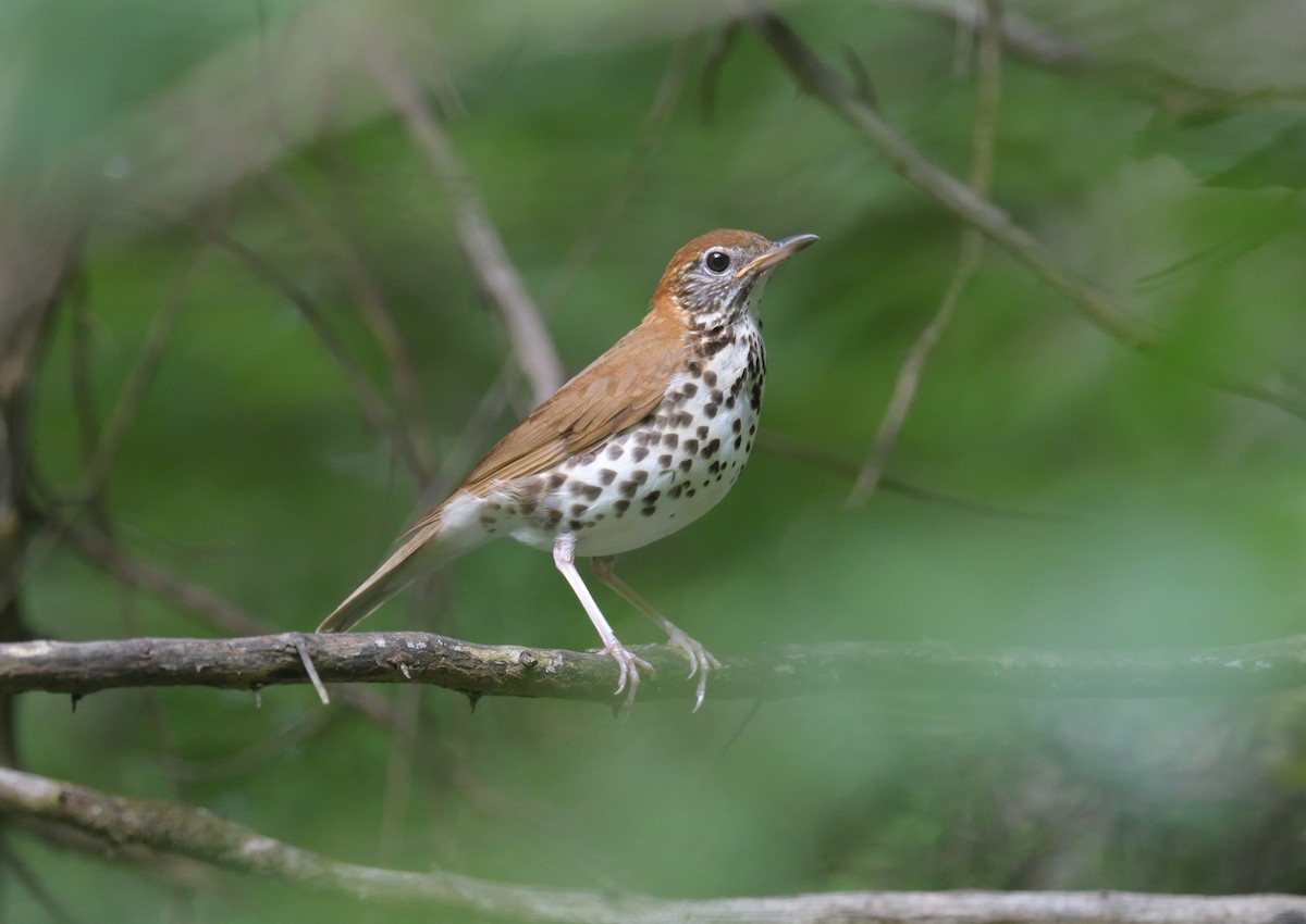 Wood Thrush - ML639470047