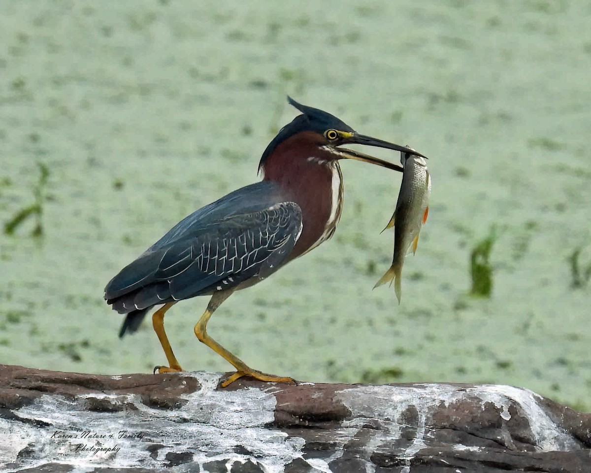 Green Heron - ML639470121