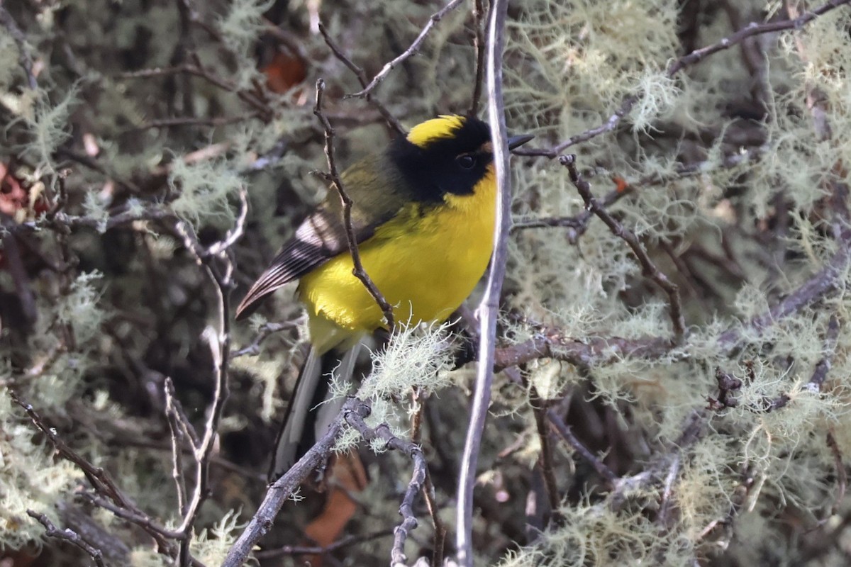 Yellow-crowned Redstart - ML639470122