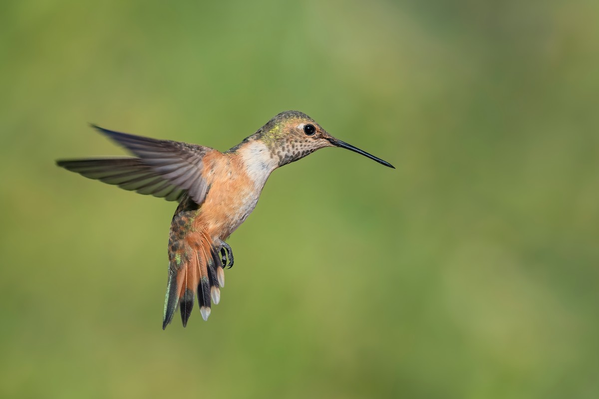 Rufous Hummingbird - ML639470278