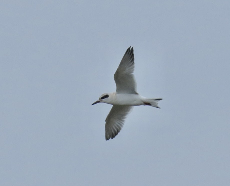 Forster's Tern - ML639470307
