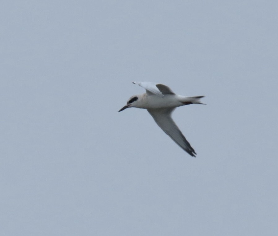 Forster's Tern - ML639470308